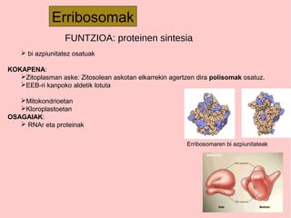 Erribosomak
Erribosomaren bi azpiunitateak
 bi azpiunitatez osatuak
KOKAPENA:
Zitoplasman aske: Zitosolean askotan elkarrekin agertzen dira polisomak osatuz.
EEB-ri kanpoko aldetik lotuta
Mitokondrioetan
Kloroplastoetan
OSAGAIAK:
 RNAr eta proteinak
FUNTZIOA: proteinen sintesia
 