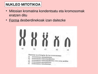 • Mitosian kromatina kondentsatu eta kromosomak
eratzen ditu
• Forma desberdinekoak izan daitezke
NUKLEO MITOTIKOA
 