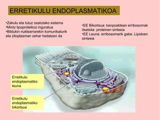 ERRETIKULU ENDOPLASMATIKOA
Erretikulu
endoplasmatiko
leuna
Erretikulu
endoplasmatiko
bikortsua
•Zakulu eta tutuz osatutako sistema
•Mintz lipoproteikoz inguratua
•Bildukin nuklearrarekin komunikaturik
eta zitoplasman zehar hedatzen da
•EE Bikortsua: kanpoaldean erribosomak
itsatsita: proteinen sintesia
•EE Leuna: erribosomarik gabe. Lipidoen
sintesia
 