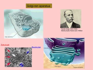 Golgi-ren aparatua
Camilo Golgi (1843-1926)
Medikuntzako Nobel saria 1906an
Zakuluak
Besikulak
 