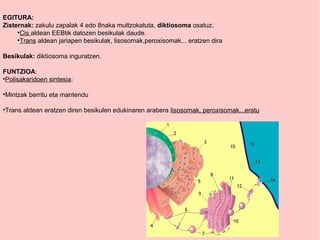 EGITURA:
Zisternak: zakulu zapalak 4 edo 8naka multzokatuta, diktiosoma osatuz.
•Cis aldean EEBtik datozen besikulak daude.
•Trans aldean jariapen besikulak, lisosomak,peroxisomak... eratzen dira
Besikulak: diktiosoma inguratzen.
FUNTZIOA:
•Polisakaridoen sintesia:
•Mintzak berritu eta mantendu
•Trans aldean eratzen diren besikulen edukinaren arabera lisosomak, peroxisomak...eratu
 