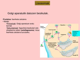 Lisosomak
Autofagosoma
Lisosomak
hondatutako
organulua
digeritzen
•Funtzioa: liseriketa zelularra
• Motak:
•Primarioak: Golgi aparatuan eratu
berriak
•Sekundarioak: fagozitosi-besikulari edo
zitoplasma zatiari (autofagosoma) lotua
liseriketa zelularra burutzeko.
Golgi aparatutik datozen besikulak.
 