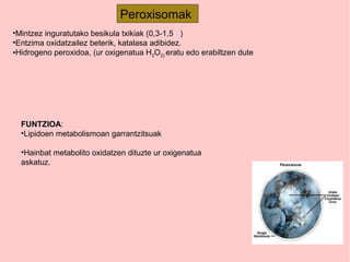 •Mintzez inguratutako besikula txikiak (0,3-1,5 μ)
•Entzima oxidatzailez beterik, katalasa adibidez.
•Hidrogeno peroxidoa, (ur oxigenatua H2O2) eratu edo erabiltzen dute
FUNTZIOA:
•Lipidoen metabolismoan garrantzitsuak
•Hainbat metabolito oxidatzen dituzte ur oxigenatua
askatuz.
Peroxisomak
 