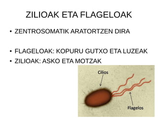 ZILIOAK ETA FLAGELOAK
● ZENTROSOMATIK ARATORTZEN DIRA
● FLAGELOAK: KOPURU GUTXO ETA LUZEAK
● ZILIOAK: ASKO ETA MOTZAK
 