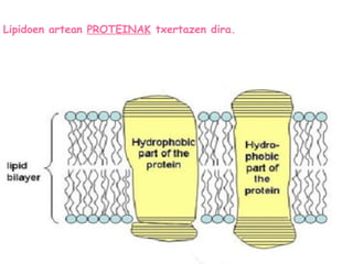 Lipidoen artean PROTEINAK txertazen dira.
 