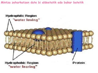 Mintza zeharkatzen dute bi aldeetatik edo bakar batetik
 