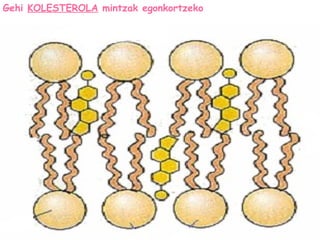 Gehi KOLESTEROLA mintzak egonkortzeko
 