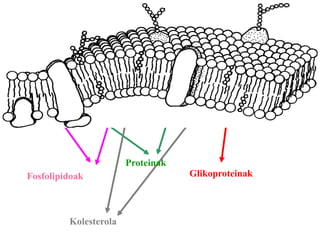 Fosfolipidoak
Proteinak
Gluzidoak
Glikoproteinak
Kolesterola
 
