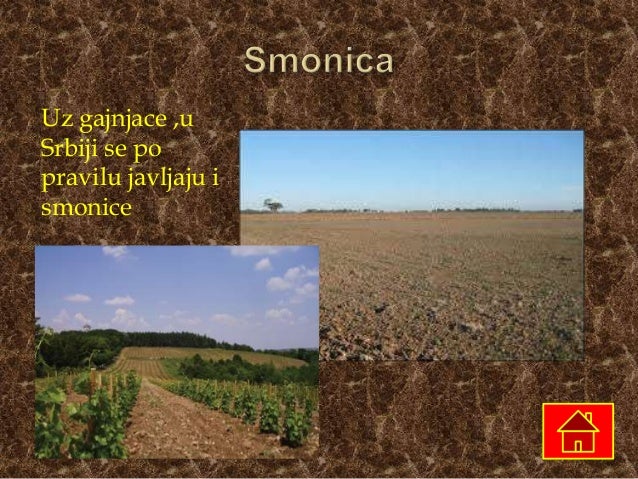 Zemljiste
