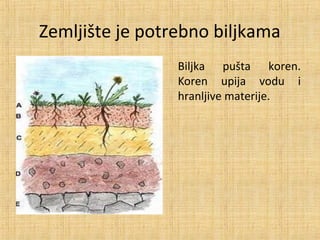 Zemljište je potrebno biljkama
Biljka pušta koren.
Koren upija vodu i
hranljive materije.
 