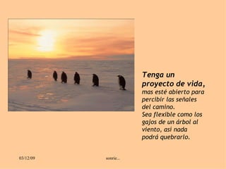 Tenga un proyecto de vida,  mas esté abierto para percibir las señales del camino.  Sea flexible como los gajos de un árbol al viento, así nada  podrá quebrarlo. 