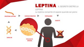 LEPTINA IL SEGRETO DIETRO LA
LEPTINA
La leptina consente di sapere quando sei pieno
CELLULA DI
GRASSO
GENE OB
CIRCOLO EMATICO IPOTALAMO
SAZIETÀ
PROTEINA LEPTINA
 