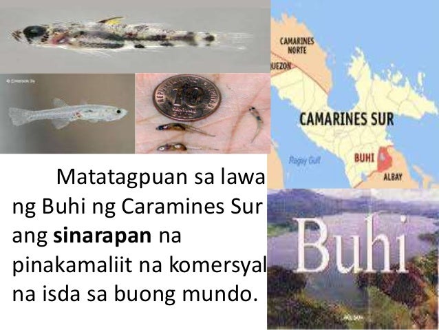 pinakamaliit na perlas sa boung mundo Moved permanently the document has moved here pinakamalaking bulaklak sa mundo na matatagpuan sa pilipinas | news | gma news online x. pinakamaliit na perlas sa boung mundo Moved permanently the document has moved here pinakamalaking bulaklak sa mundo na matatagpuan sa pilipinas | news | gma news online x.