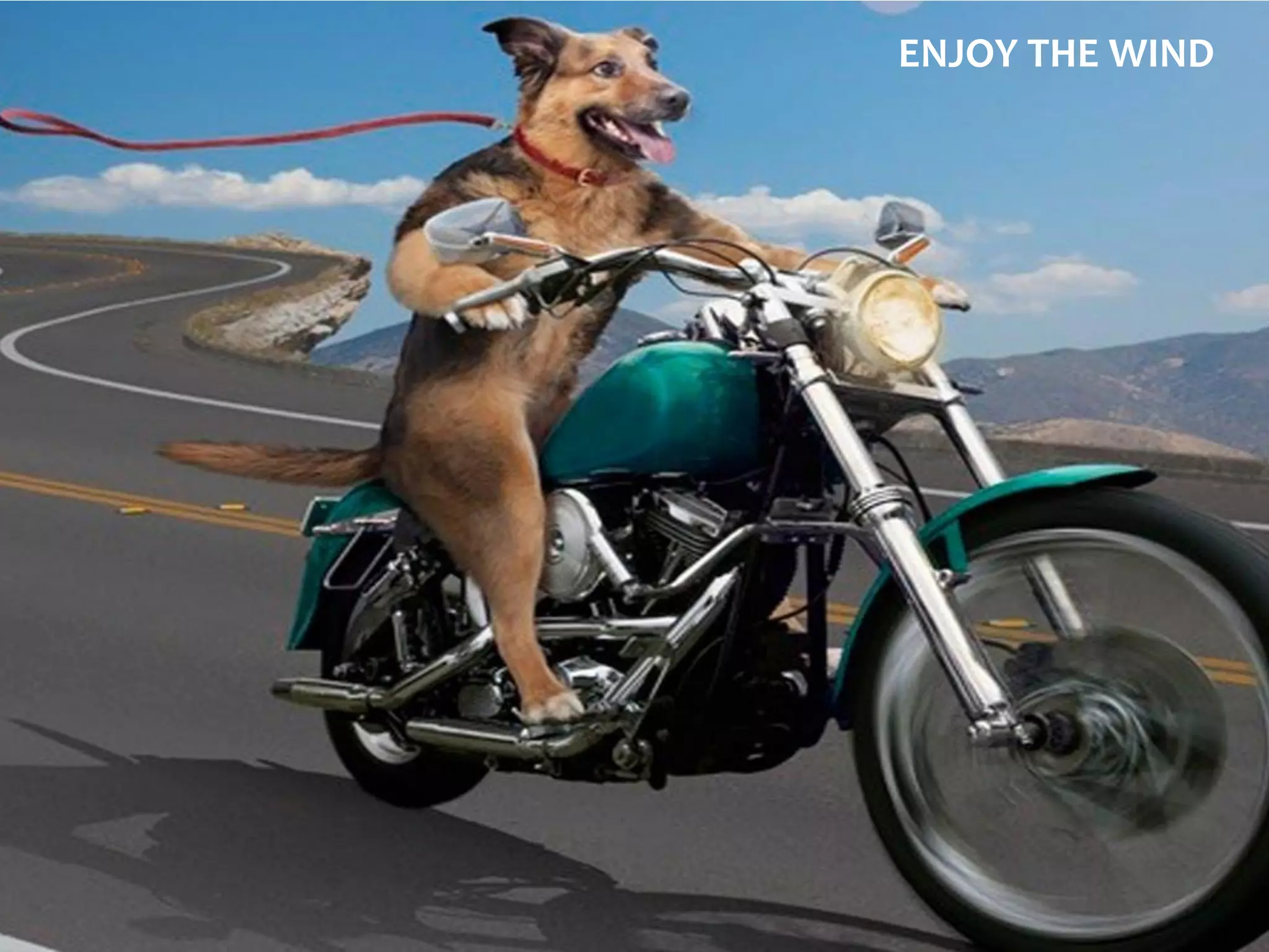 6
Zen & The Art of Qual ENJOY THE WIND
 