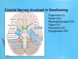 Cranial Nerves Involved in Swallowing
Trigeminal (V)
Facial (VII)
Glossopharyngeal (IX)
Vagus (X)
Accessory (XI)
Hypoglossal (XII)

wikipedia

 