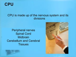 CPU
CPU is made up of the nervous system and its
divisions

Peripheral nerves
Spinal Cord
Midbrain
Cerebellum and Cerebral
Tissues

 