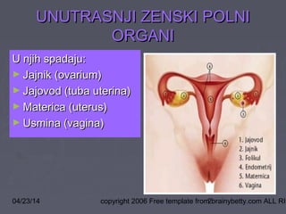 04/23/14 copyright 2006 Free template from brainybetty.com ALL RIG2
UNUTRASNJI ZENSKI POLNIUNUTRASNJI ZENSKI POLNI
ORGANIORGANI
U njih spadaju:U njih spadaju:
► Jajnik (ovarium)Jajnik (ovarium)
► Jajovod (tuba uterina)Jajovod (tuba uterina)
► Materica (uterus)Materica (uterus)
► Usmina (vagina)Usmina (vagina)
 