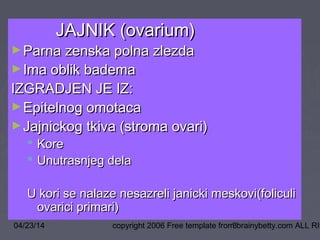 04/23/14 copyright 2006 Free template from brainybetty.com ALL RIG3
JAJNIK (ovarium)JAJNIK (ovarium)
►Parna zenska polna zlezdaParna zenska polna zlezda
►Ima oblik bademaIma oblik badema
IZGRADJEN JE IZ:IZGRADJEN JE IZ:
►Epitelnog omotacaEpitelnog omotaca
►Jajnickog tkiva (stroma ovari)Jajnickog tkiva (stroma ovari)
 KoreKore
 Unutrasnjeg delaUnutrasnjeg dela
U kori se nalaze nesazreli janicki meskovi(foliculiU kori se nalaze nesazreli janicki meskovi(foliculi
ovarici primari)ovarici primari)
 