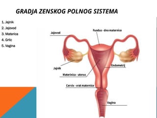 GRADJA ZENSKOG POLNOG SISTEMA
1. Jajnik
2. Jajovod
3. Materica
4. Grlic
5. Vagina
 