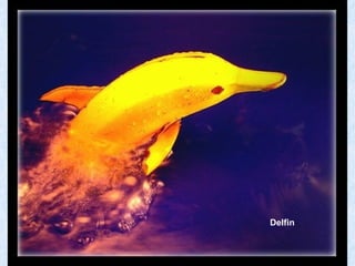 Delfin 