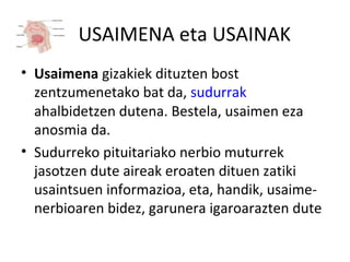 USAIMENA eta USAINAK
• Usaimena gizakiek dituzten bost
zentzumenetako bat da, sudurrak
ahalbidetzen dutena. Bestela, usaimen eza
anosmia da.
• Sudurreko pituitariako nerbio muturrek
jasotzen dute aireak eroaten dituen zatiki
usaintsuen informazioa, eta, handik, usaime-
nerbioaren bidez, garunera igaroarazten dute
 