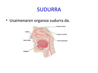SUDURRA
• Usaimenaren organoa sudurra da.
 