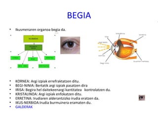 BEGIA
• Ikusmenaren organoa begia da.
• KORNEA: Argi izpiak errefraktatzen ditu.
• BEGI-NINIA: Bertatik argi izpiak pasatzen dira
• IRISA: Begira hel daitekeenargi kantitatea kontrolatzen du.
• KRISTALINOA: Argi izpiak enfokatzen ditu.
• ERRETINA: Irudiaren alderantzizko irudia eratzen da.
• IKUS-NERBIOA:Irudia burmuinera eramaten du.
• GALDERAK
 