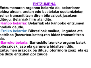zentzumen-organoak-jon-maite-berezi-eta-ceci-ppt