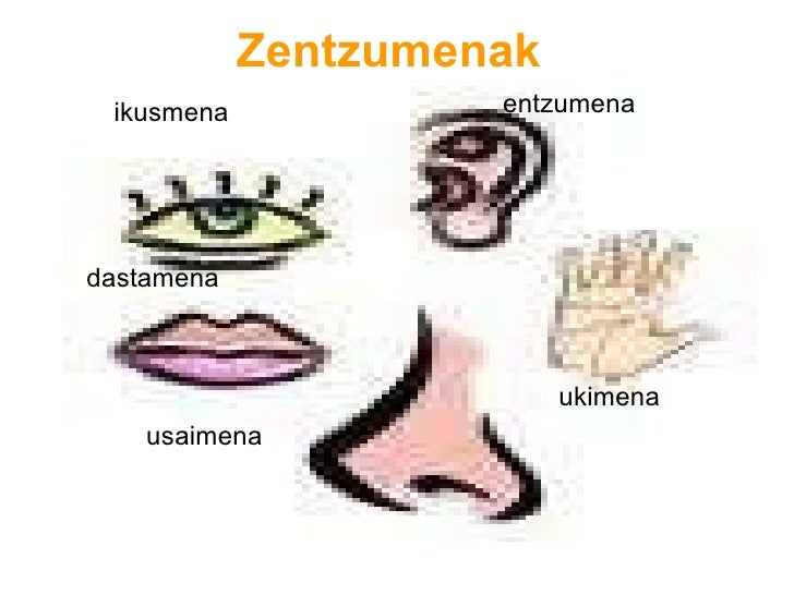 Zentzumenak ikusmena                      entzumena                       ukimena dastamena usaimena 