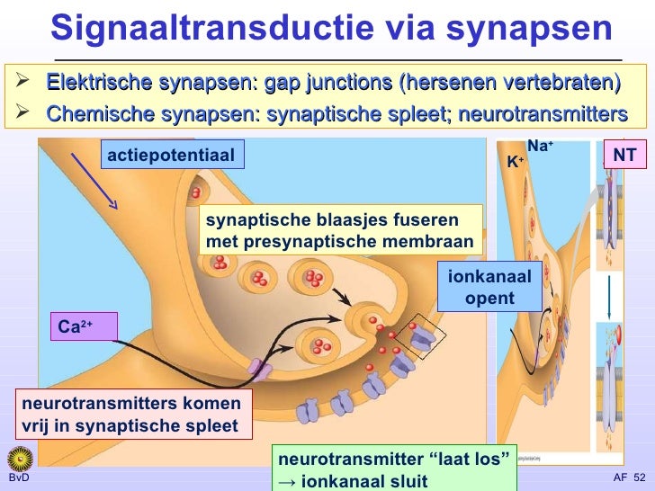 Chemische Und Elektrische Synapsen Zenuwstelsel