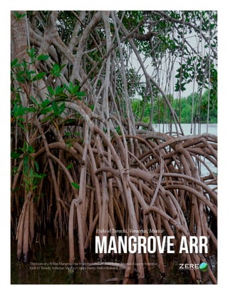 MANGROVE ARR
Ejido el Tarachi, Veracruz, Mexico
The roots of a White Mangrove rise from the tributary river in the Alvarado Lagoon System at
Ejido El Tarachi, Veracruz, Mexico. Credit: Danny Owen-Kohutek, Deko 37.
 