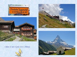 Culture de maïs la plus élevée d’Europe 