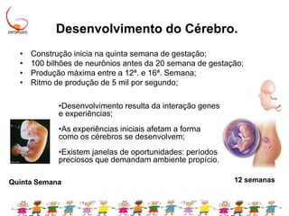 Desenvolvimento do Cérebro.Construção inicia na quinta semana de gestação;100 bilhões de neurônios antes da 20 semana de gestação;Produção máxima entre a 12ª. e 16ª. Semana;Ritmo de produção de 5 mil por segundo;Desenvolvimento resulta da interação genes e experiências;