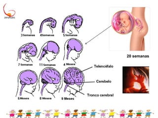 As experiências iniciais afetam a forma como os cérebros se desenvolvem;