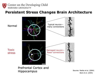 Medo persistente e ansiedade crônica podem afetar: a capacidade de aprendizado  e o desenvolvimento infantilGarantir que as crianças tenham ambientes seguros para crescer,  aprender, e desenvolver cérebros e corpos saudáveis não só é bom para as crianças em si, mas também constrói uma base sólida para uma sociedade próspera;A ciência demonstra que a exposição precoce a situações que produzem medo persistente e ansiedade crônica pode ter conseqüências ao longo da vida por perturbar o desenvolvimento da arquitetura cerebral.