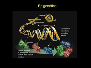 Ambiente SocialProcessos psicossociais são essenciais;Influências ambientais no início do desenvolvimento podem alterar diretamente a expressão do gene, por sua vez alterando a estrutura e o funcionamento cerebral e resultando em diferentes comportamentos;Influências ambientais precoces podem alterar a expressão gênica, o que então origina a cascata de eventos de comportamentos cerebrais; 