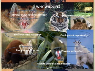 WHY WILDLIFE?
Wildlife is our national heritage Environmental protection
Promotion of tourism
Wildlife in traditional medicine
Employment opportunity
Revenue generation
Environmental education
 