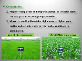  Germination
   Proper seeding depth and proper placement of fertilizer below
     the seed gave an advantage to germination.
   Moreover, no-till soil contains high moisture, high organic
     matter and soft soil, which gave favorable conditions to
     germination.
    Zero till Rice-wheat system            Zero till Maize-wheat system
 