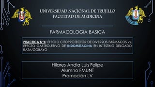 UNIVERSIDAD NACIONAL DE TRUJILLO
FACULTAD DE MEDICINA
PRACTICA N°4: EFECTO CITOPROTECTOR DE DIVERSOS FARMACOS vs.
EFECTO GASTROLESIVO DE INDOMETACINA EN INTESTINO DELGADO
RATA/COBAYO
Hilares Andía Luis Felipe
Alumno FMUNT
Promoción LV
FARMACOLOGIA BASICA
 