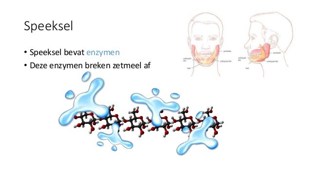 Zetmeel, speeksel en enzymen