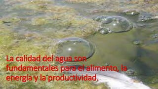 La calidad del agua son 
fundamentales para el alimento, la 
energía y la productividad. 
 