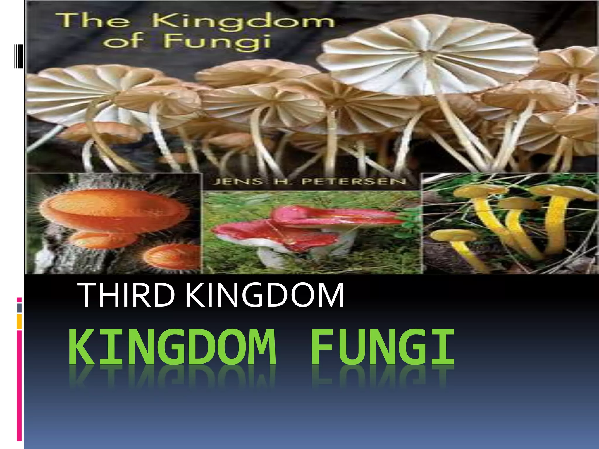THIRD KINGDOM 
KINGDOM FUNGI 
 