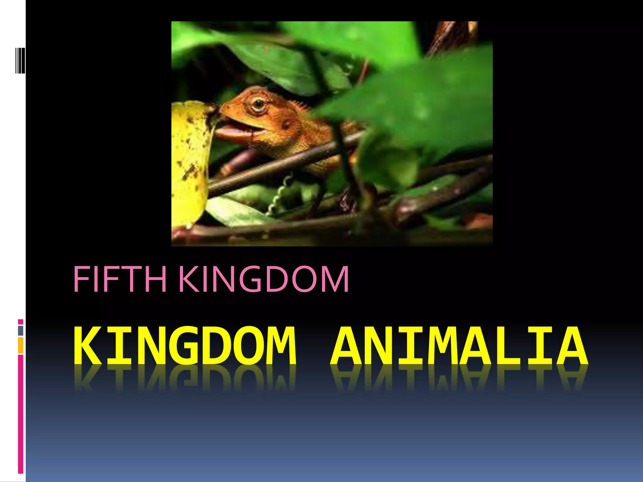 FIFTH KINGDOM 
KINGDOM ANIMALIA 
 