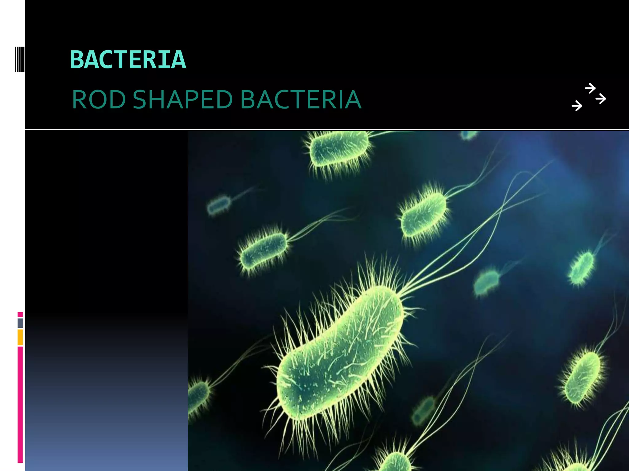 BACTERIA 
ROD SHAPED BACTERIA 
 