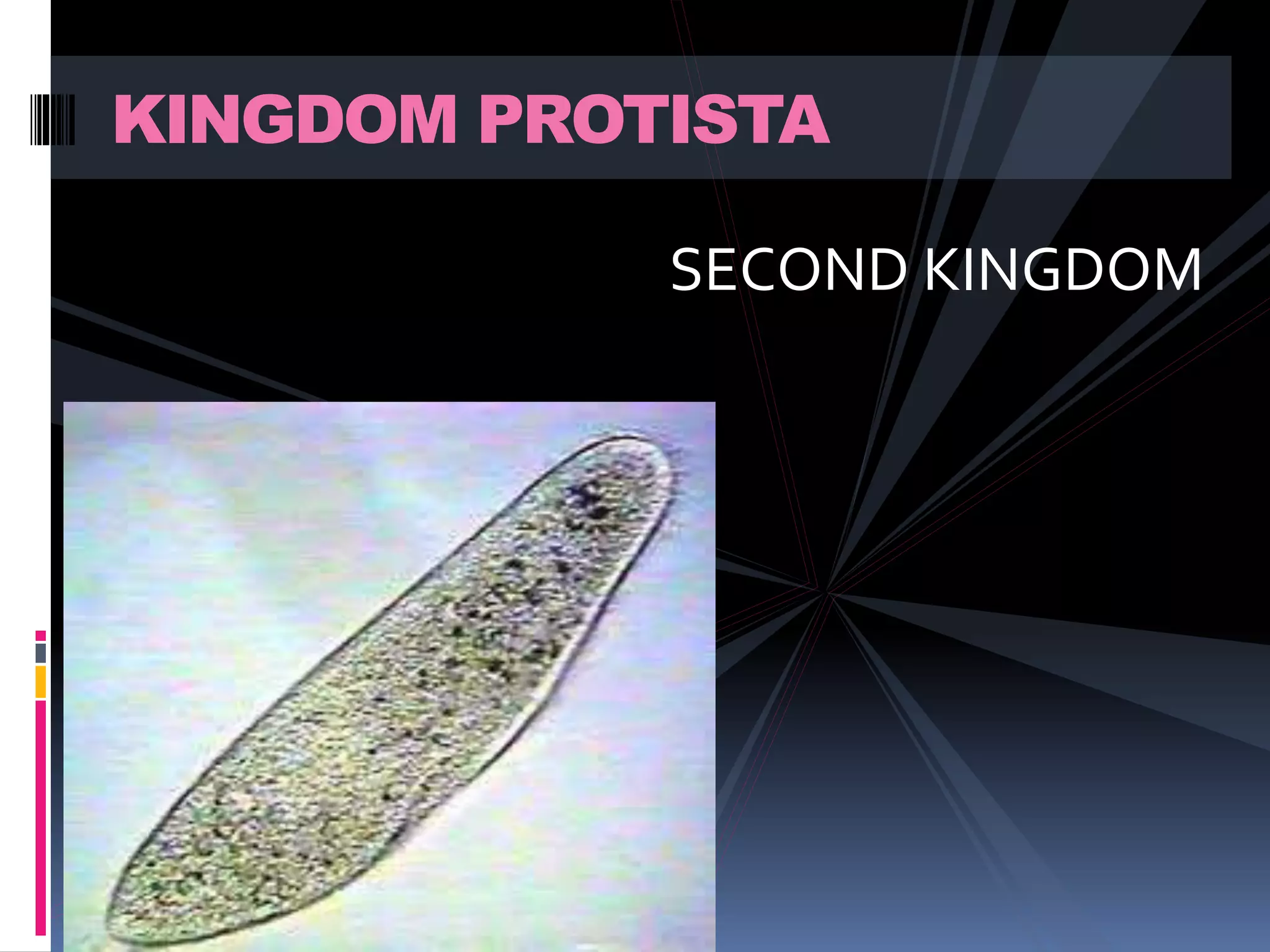 KINGDOM PROTISTA 
SECOND KINGDOM 
 
