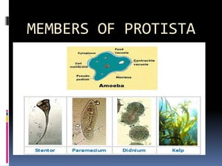 MEMBERS OF PROTISTA 
 