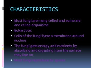 CHARACTERISTICS 
 Most fungi are many celled and some are 
one celled organisms 
 Eukaryotic 
 Cells of the fungi have a membrane around 
nucleus 
 The fungi gets energy and nutrients by 
absorbing and digesting from the surface 
they live on 
 Most fungi reproduce by spores 
 