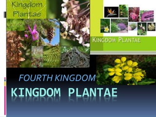 FOURTH KINGDOM 
KINGDOM PLANTAE 
 