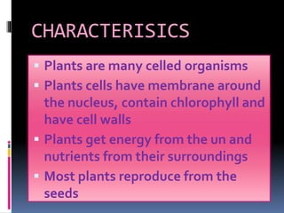 CHARACTERISICS 
 Plants are many celled organisms 
 Plants cells have membrane around 
the nucleus, contain chlorophyll and 
have cell walls 
 Plants get energy from the un and 
nutrients from their surroundings 
 Most plants reproduce from the 
seeds 
 