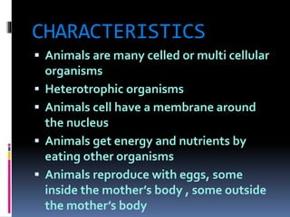 CHARACTERISTICS 
 Animals are many celled or multi cellular 
organisms 
 Heterotrophic organisms 
 Animals cell have a membrane around 
the nucleus 
 Animals get energy and nutrients by 
eating other organisms 
 Animals reproduce with eggs, some 
inside the mother’s body , some outside 
the mother’s body 
 